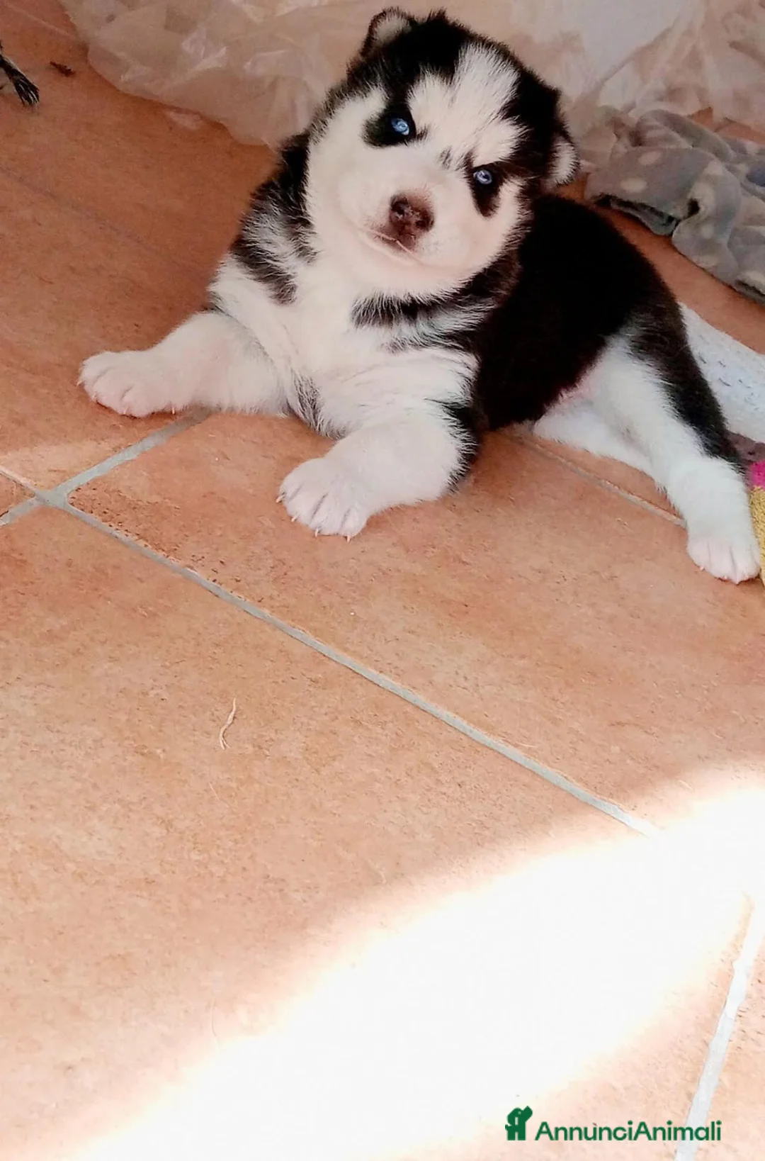 Husky cani in vendita: Siberian Husky  - Annuncio 1