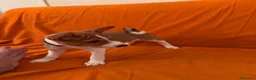 Basenji cani in vendita: Cuccioli di Basenji, disponibili da fine settembre - Annuncio 2