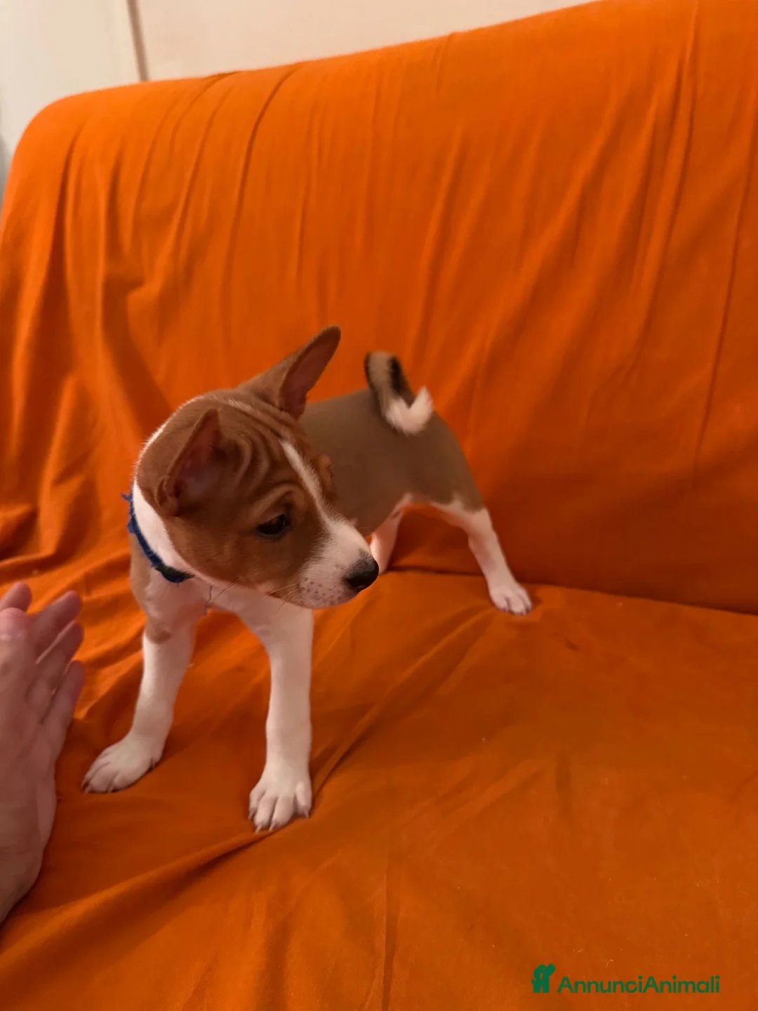 Basenji cani in vendita: Cuccioli di Basenji, disponibili da fine settembre - Annuncio 2