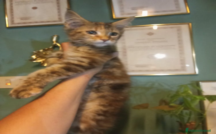 Maine Coon gatti a Provincia di Alessandria - Annuncio 3