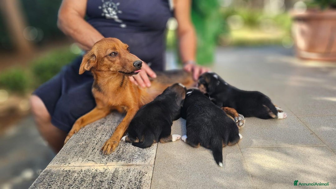 Altre razze cani in regalo: terry  - Annuncio 4