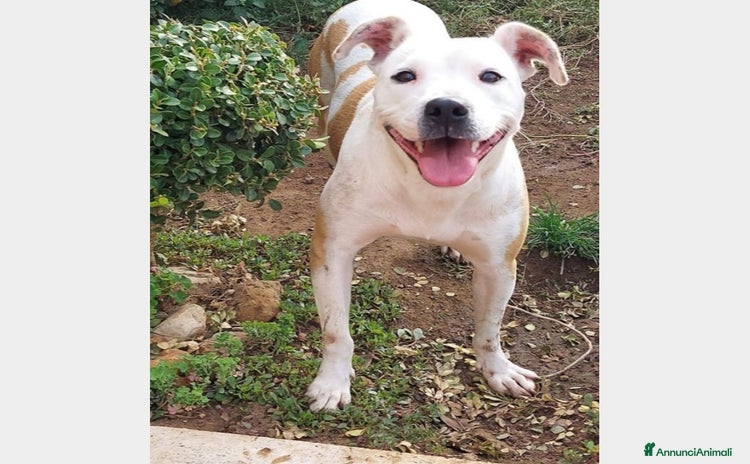Pitbull cani a Milano - Annuncio 3