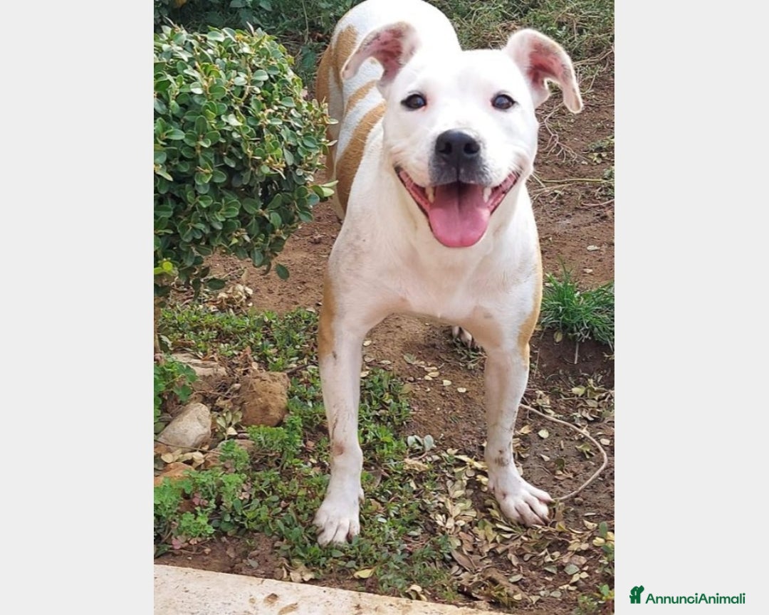 Pitbull cani in regalo: Pitbull 2anni ,dolce,ubbidiente,salvata,SALERNO a Milano - Immagine 1