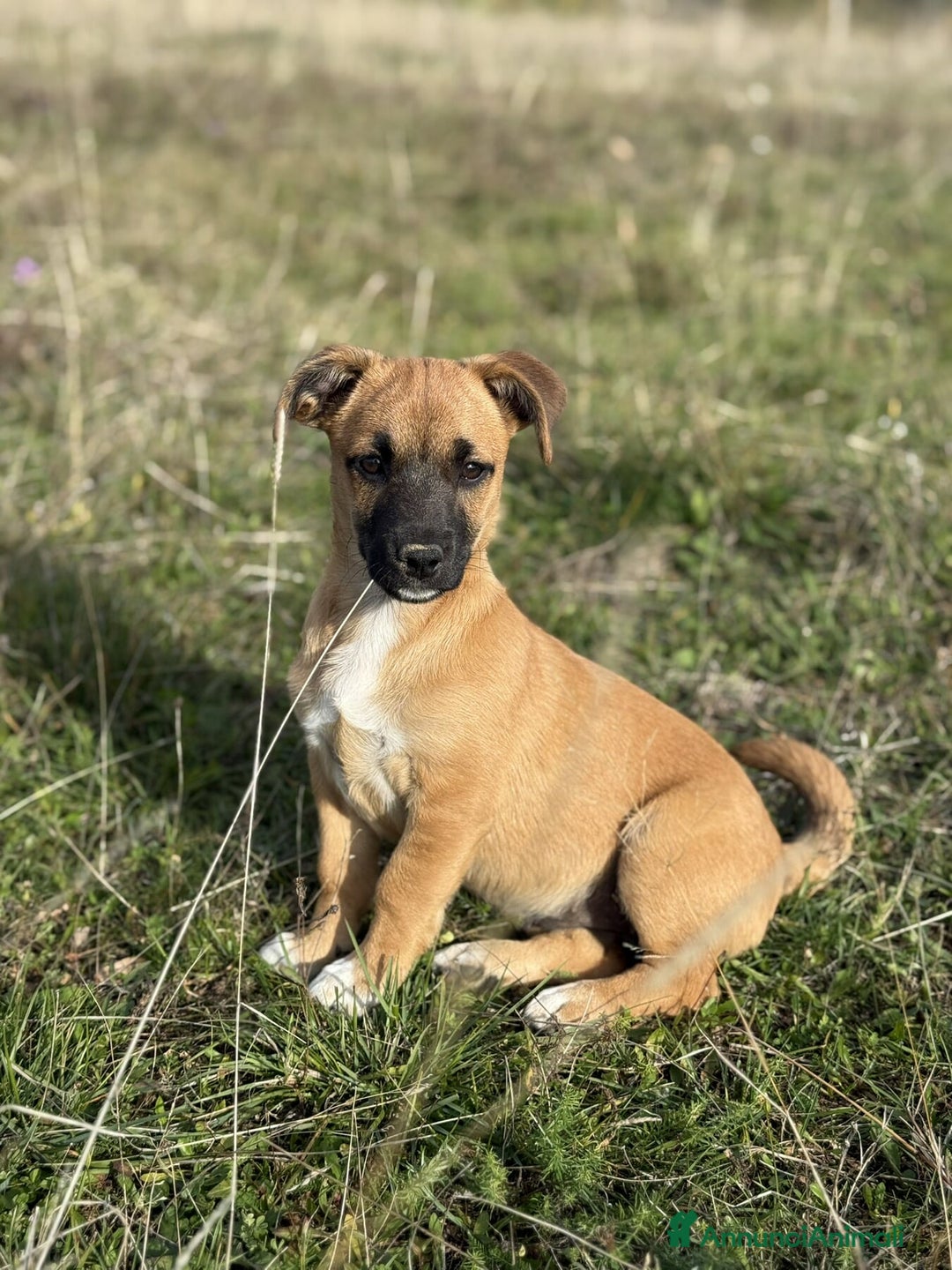 Meticcio cani in regalo: LINDA, cucciolotta coccolona cerca famiglia! - Annuncio 1