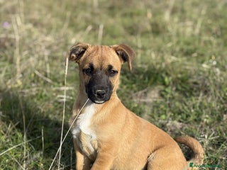 Meticcio cani LINDA, cucciolotta coccolona cerca famiglia! - Annuncio 21