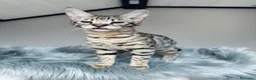 Savannah gatti in vendita: Splendidi cuccioli di gatto Savannah – 4 mesi  - Annuncio 31