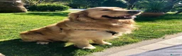 Golden Retriever cani in vendita: Cuccioli di Golden retriever  - Annuncio 3