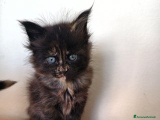 Maine Coon gatti Nebula cucciola Maine coon - Annuncio 3