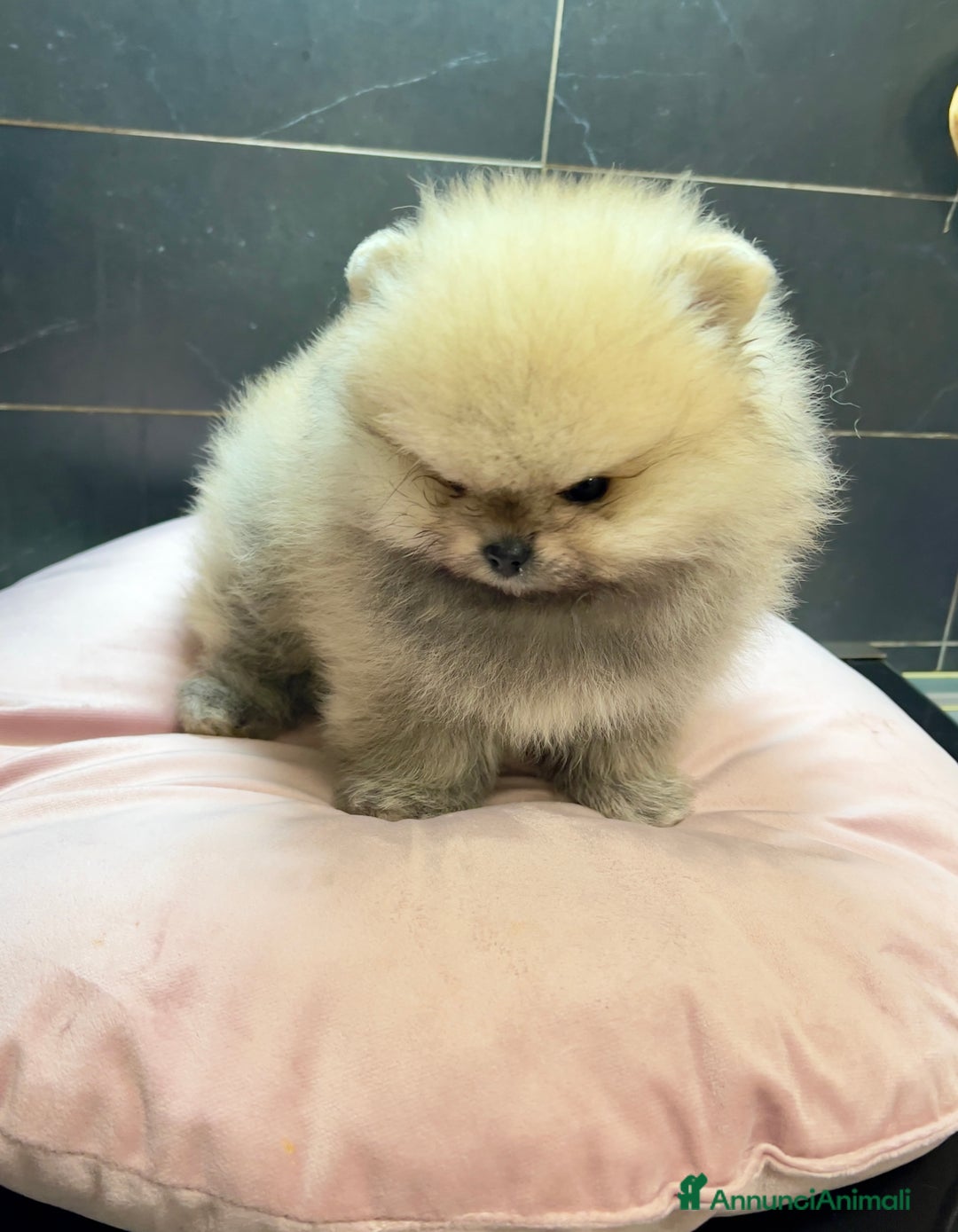 Volpino Pomerania cani in vendita: Pomerania Spitz Toy nano  - Annuncio 5