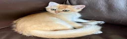 British gatti in vendita: Gattino British shorthair golden chell ny12 - Annuncio 4