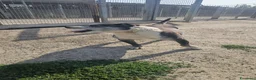 Meticcio cani in regalo: Zeus: nonnino molossino dolce socievole  - Annuncio 5