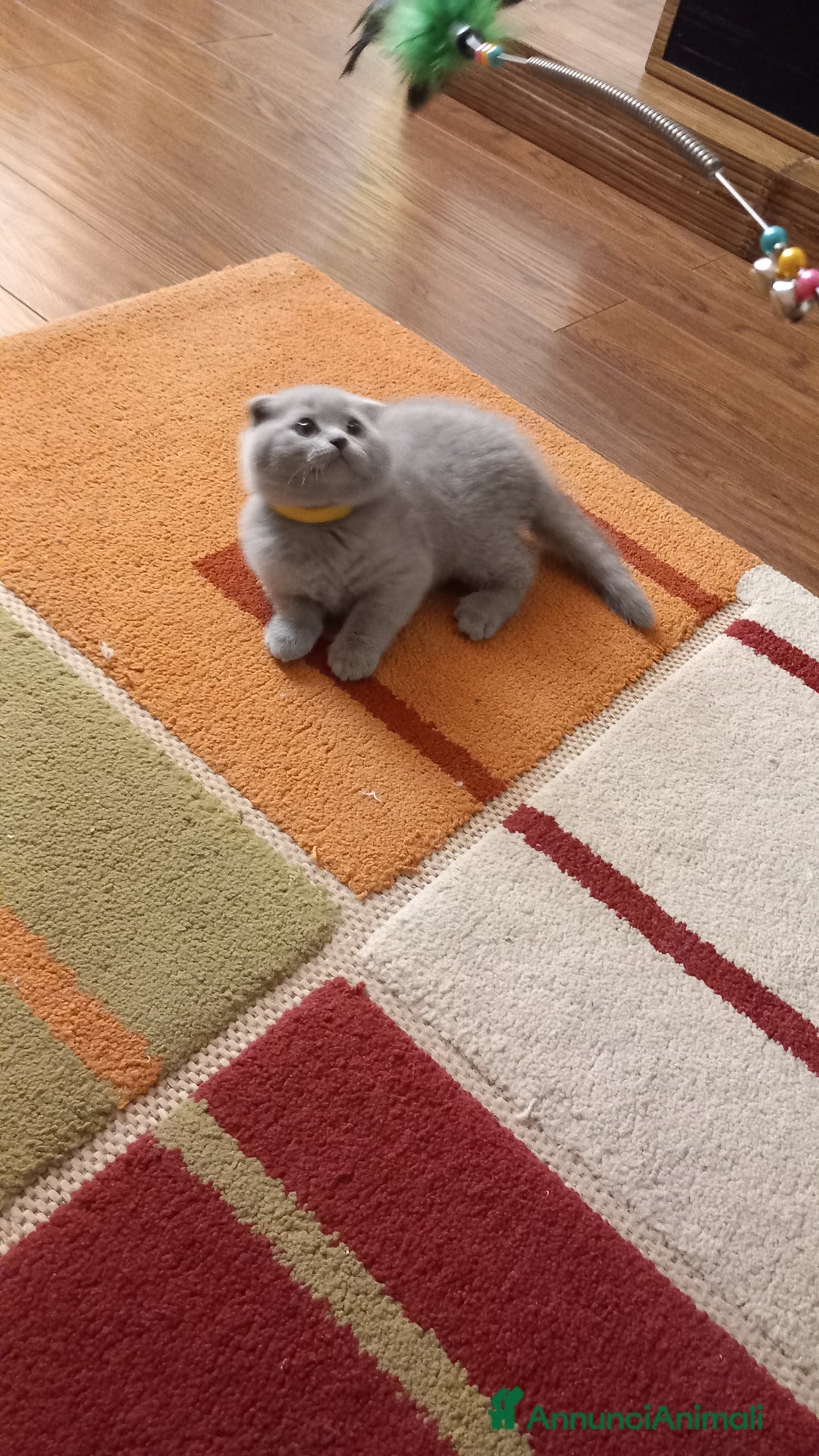 Scottish gatti in vendita: Gattini scottish shorthair  - Annuncio 3