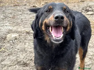 Meticcio cani BUFFY, cagnolona buffissima in rifugio! - Annuncio 25