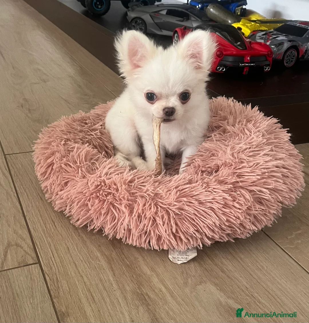 Chihuahua cani in vendita: Chihuahua con pedigree - Annuncio 5