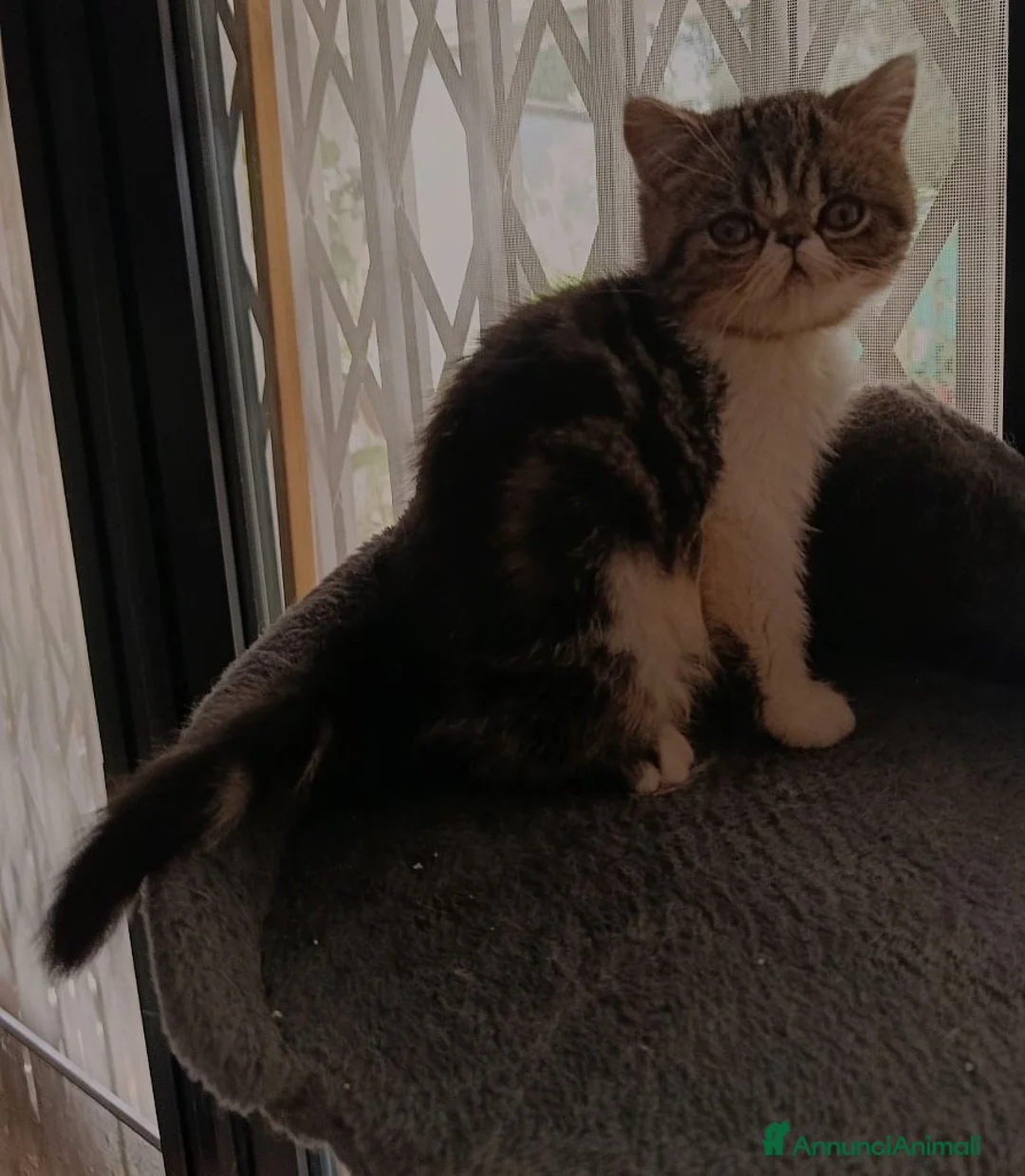 Persiano gatti in vendita: Cuccioli persiani ed exotici a Città metropolitana di Milano - Annuncio 5