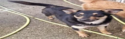 Meticcio cani in regalo: ADA 🩷 - taglia medio/piccola. Vive in canile 😢😞 a Provincia di Pavia - Annuncio 4