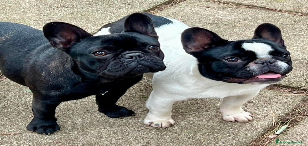 Immagine della galleria {{count}}