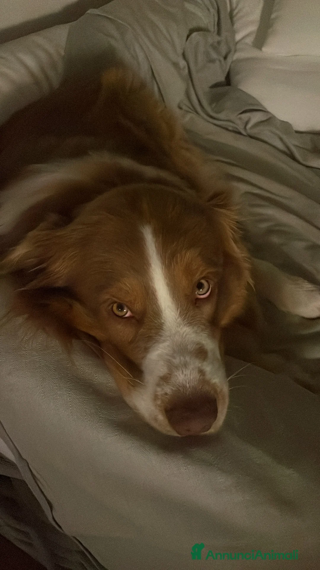 Australian Shepherd cani per accoppiamento: Maschio Pastore Australiano disponibile per monta - Annuncio 8