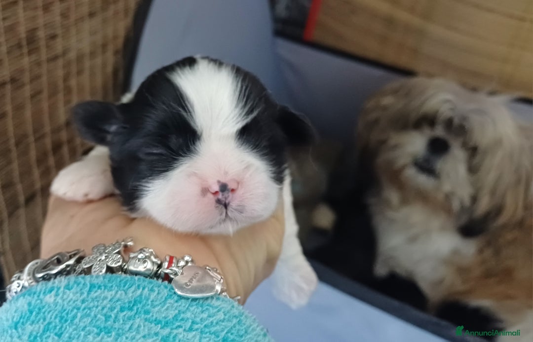 Shih Tzu cani in vendita: Cuccioli shih-tzu  - Annuncio 1