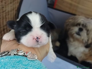 Shih Tzu cani Cuccioli shih-tzu - Annuncio 21