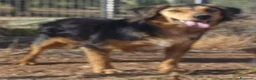 Meticcio cani in regalo: Lois adorabile cucciolone - Annuncio 5