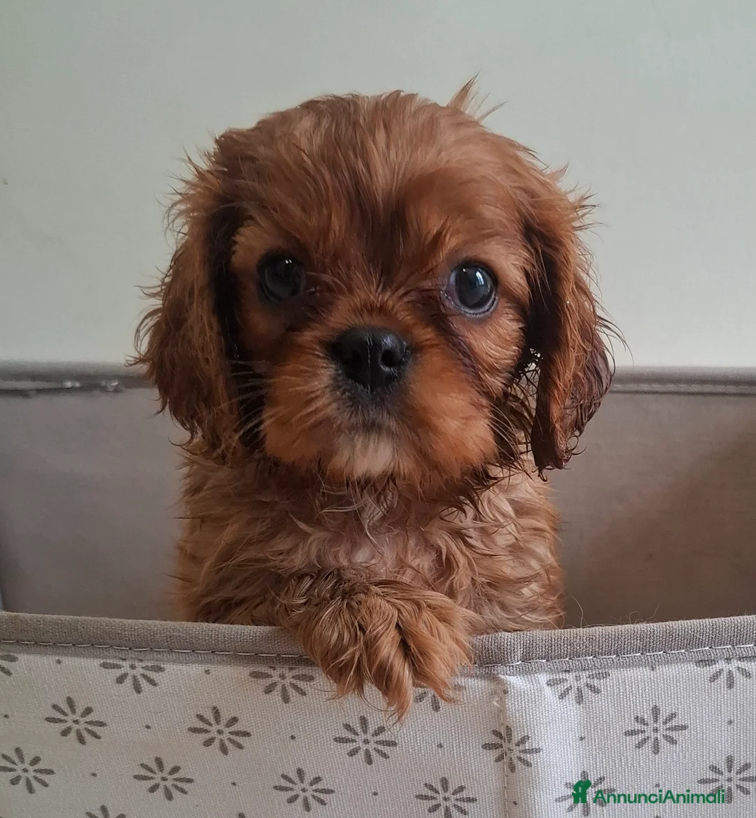 Cavalier King cani in vendita: Cucciola di Cavalier king ruby con pedigreee - Annuncio 4