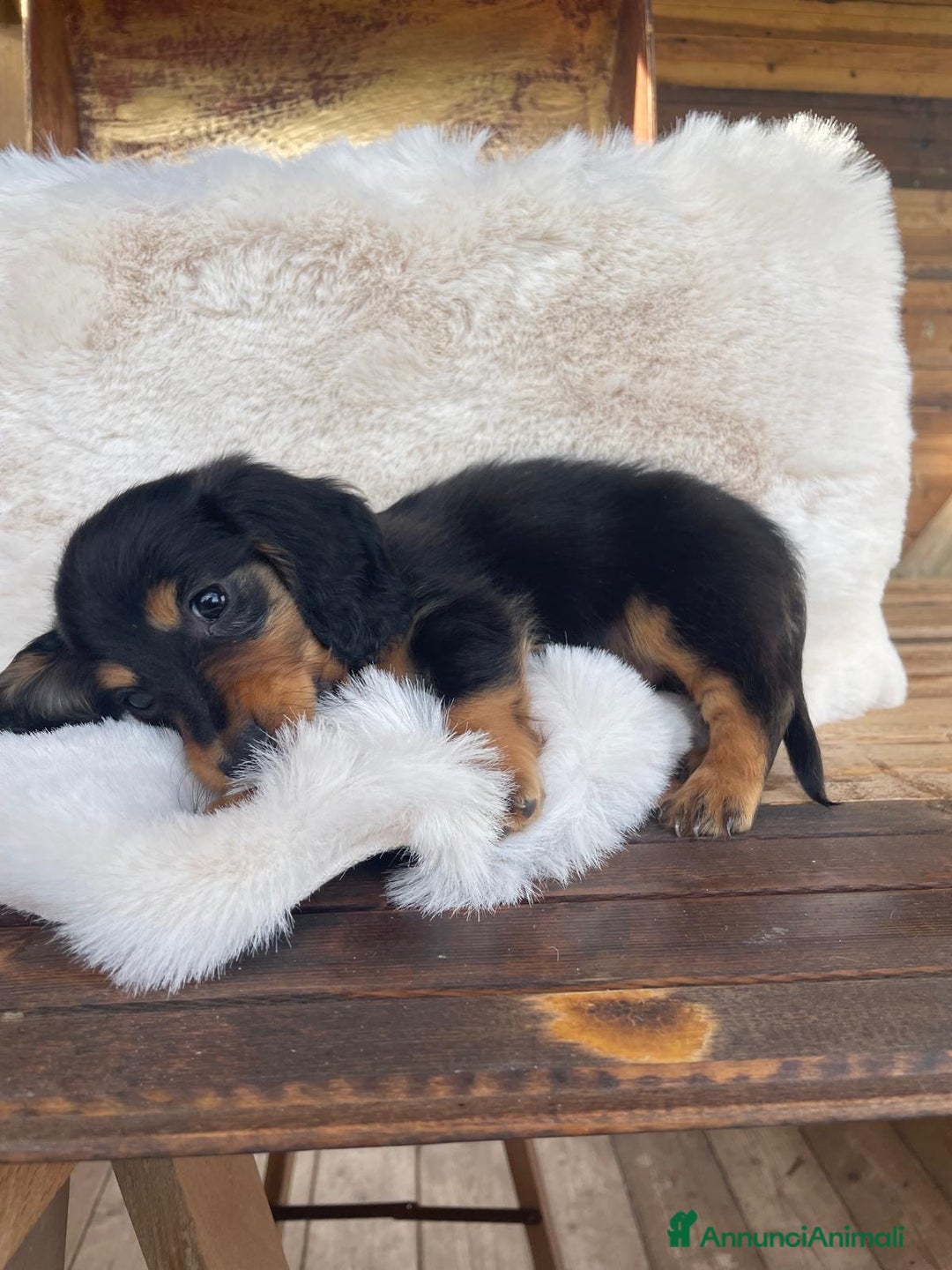 Bassotto cani in vendita: Mashietto bassotto a pelo lungho pedigree Enci - Annuncio 3