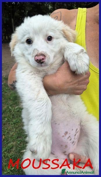Meticcio cani MOUSSAKA tenera cucciola - Annuncio 33