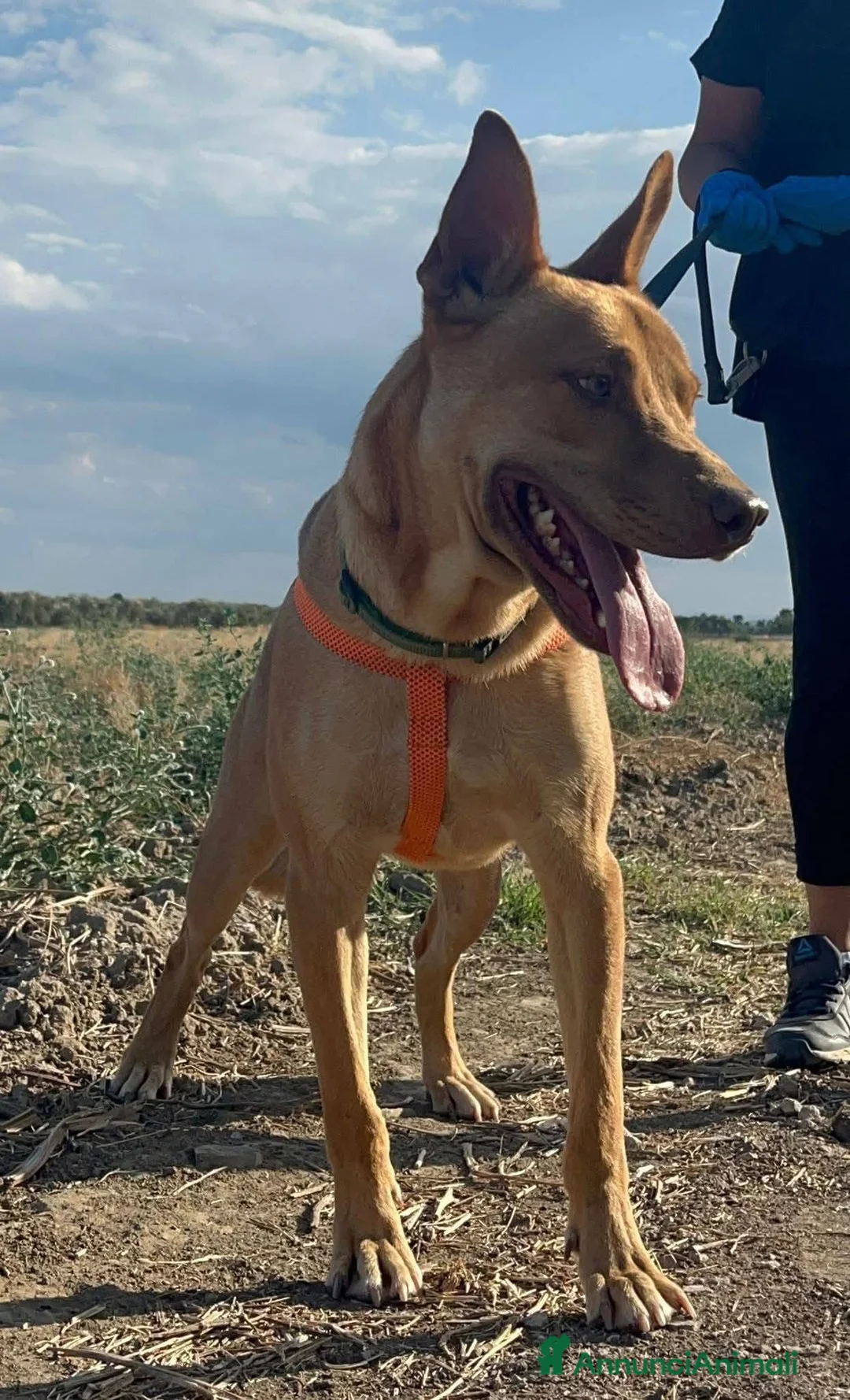 American Bully cani in regalo: Nick  - Annuncio 7