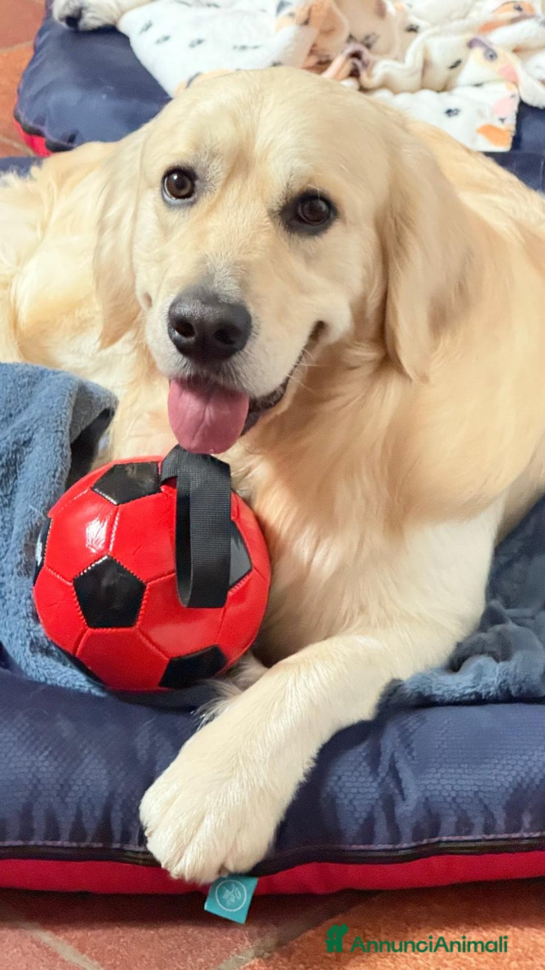 Golden Retriever cani per accoppiamento: Sean cerca fidanzata 🥰 - Annuncio 3