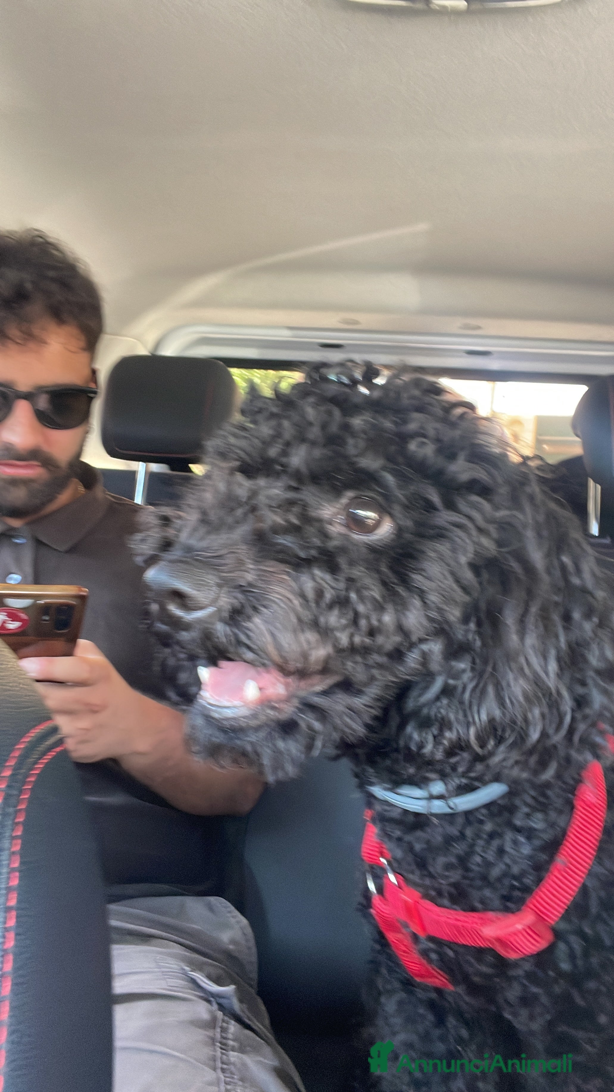 Barbone cani Barbone nano per accoppiamento  - Annuncio 1