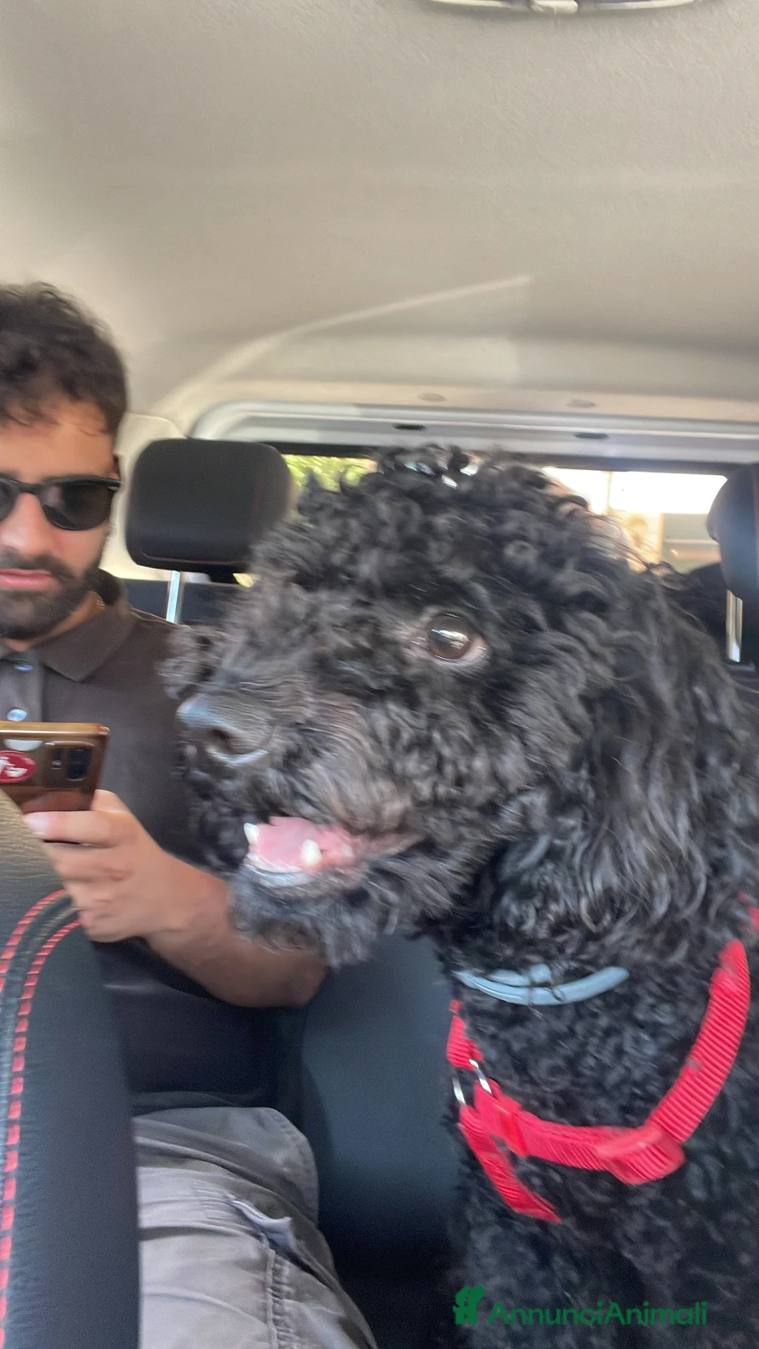 Barbone cani per accoppiamento: Barbone nano per accoppiamento  - Annuncio 1