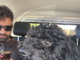 Barbone cani Barbone nano per accoppiamento - Annuncio 2