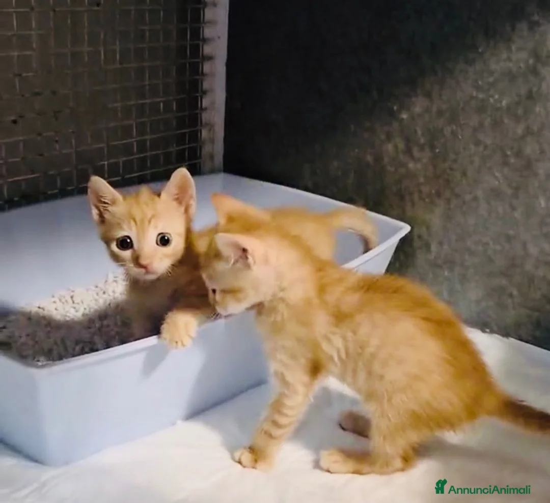 Europeo gatti in regalo: Gattini stupendi a Roma - Annuncio 1