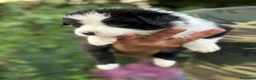 Border Collie cani in vendita: Cuccioli di border collie a Provincia di Pistoia - Annuncio 5