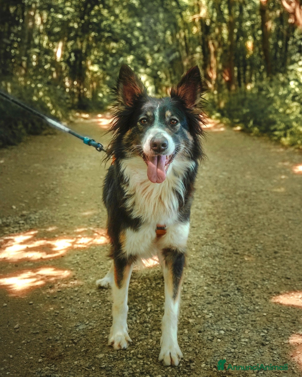 Border Collie cani Mila, splendida Border Collie - Annuncio 30