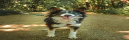 Border Collie cani in regalo: Mila, splendida Border Collie - Annuncio 1