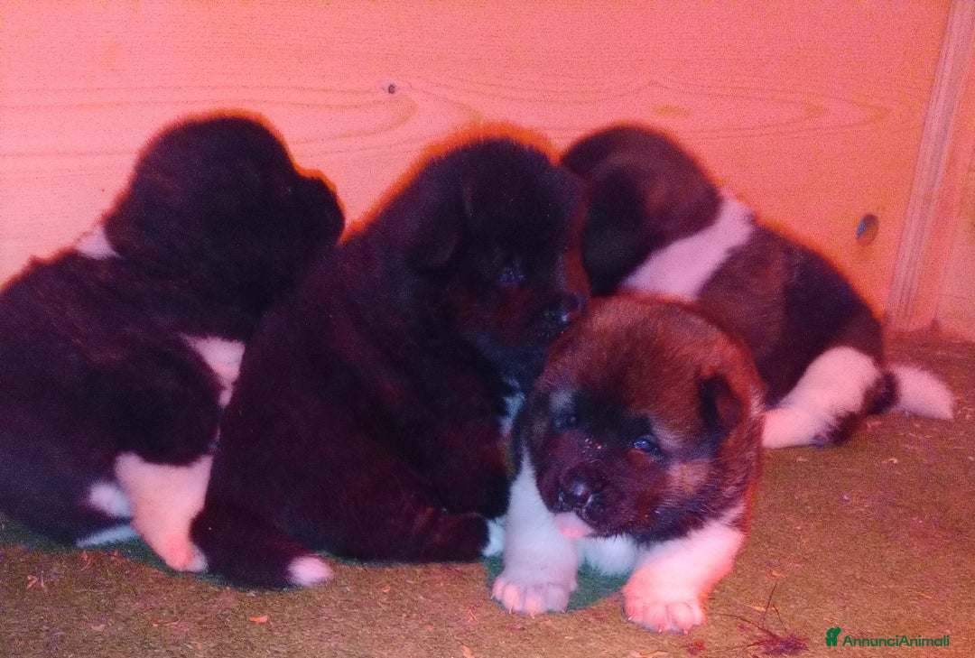 Akita Americano cani in vendita: AKITA AMERICANO  - Annuncio 2