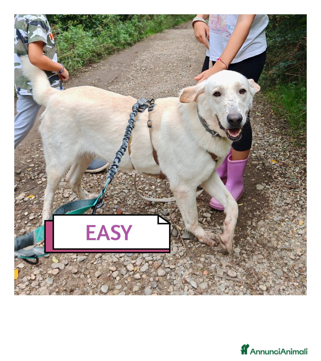 Labrador cani in regalo: Splendida Labrador - EASY a Città metropolitana di Milano - Annuncio 7