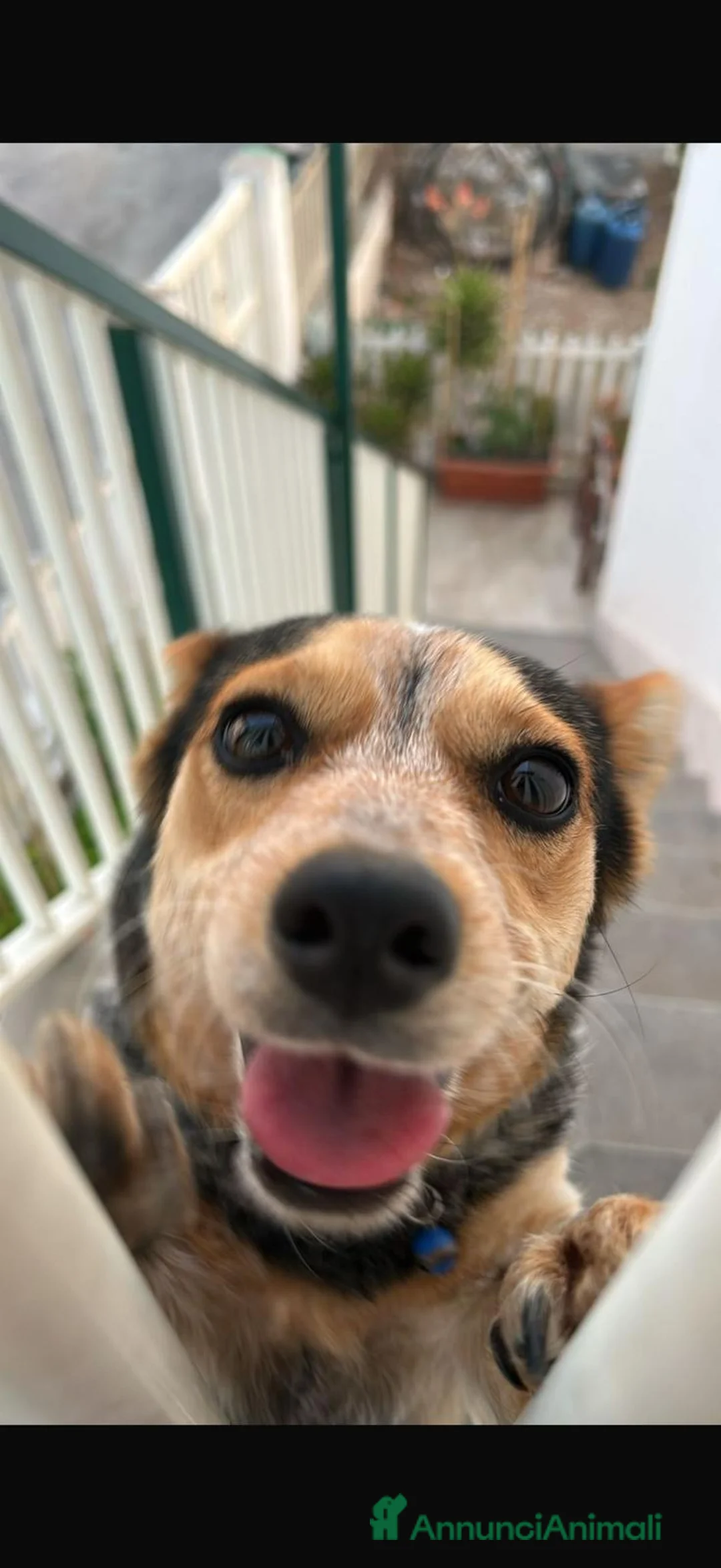 Meticcio cani in regalo: Kelly cagnolina taglia piccola e’ rimasta orfana  a Città metropolitana di Milano - Annuncio 3