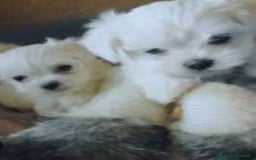 Maltese cani in vendita: Maltese taglia minuscola  - Immagine 5