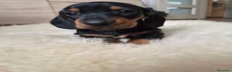 Bassotto cani in vendita: Bassotti nani (Genetica Testata e Acquisto Sicuro) - Annuncio 1