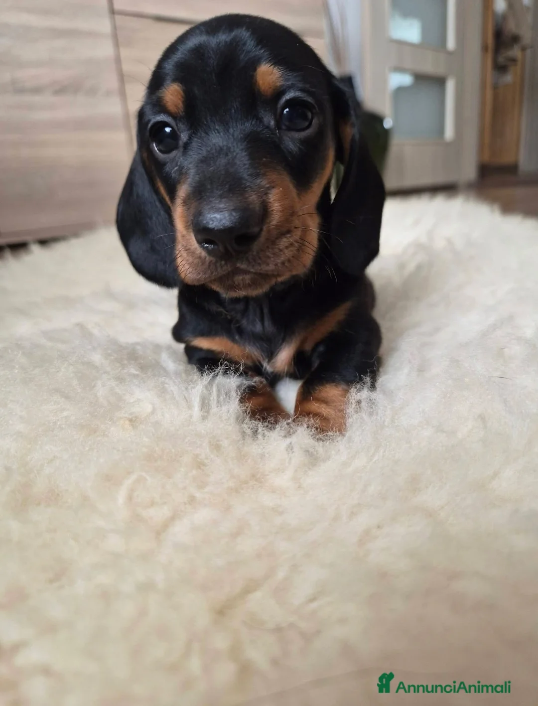 Bassotto cani in vendita: Bassotti nani (Genetica Testata e Acquisto Sicuro) - Annuncio 1