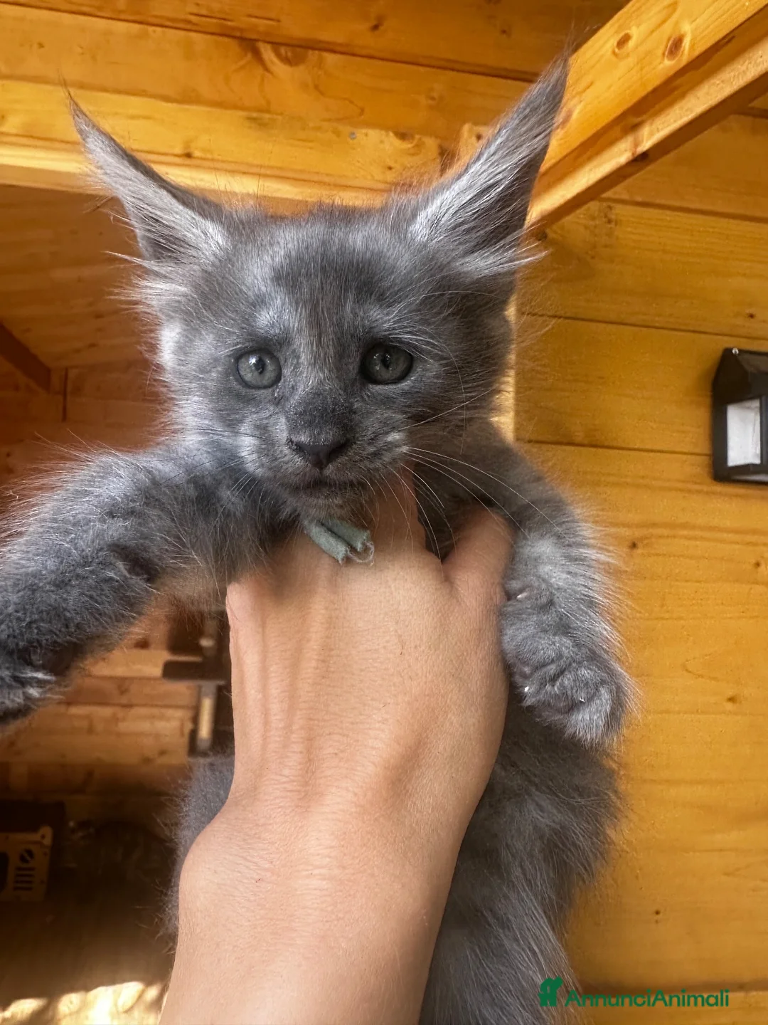Maine Coon gatti in vendita: Cuccioli Blue e Blue Silver tabby - Annuncio 2