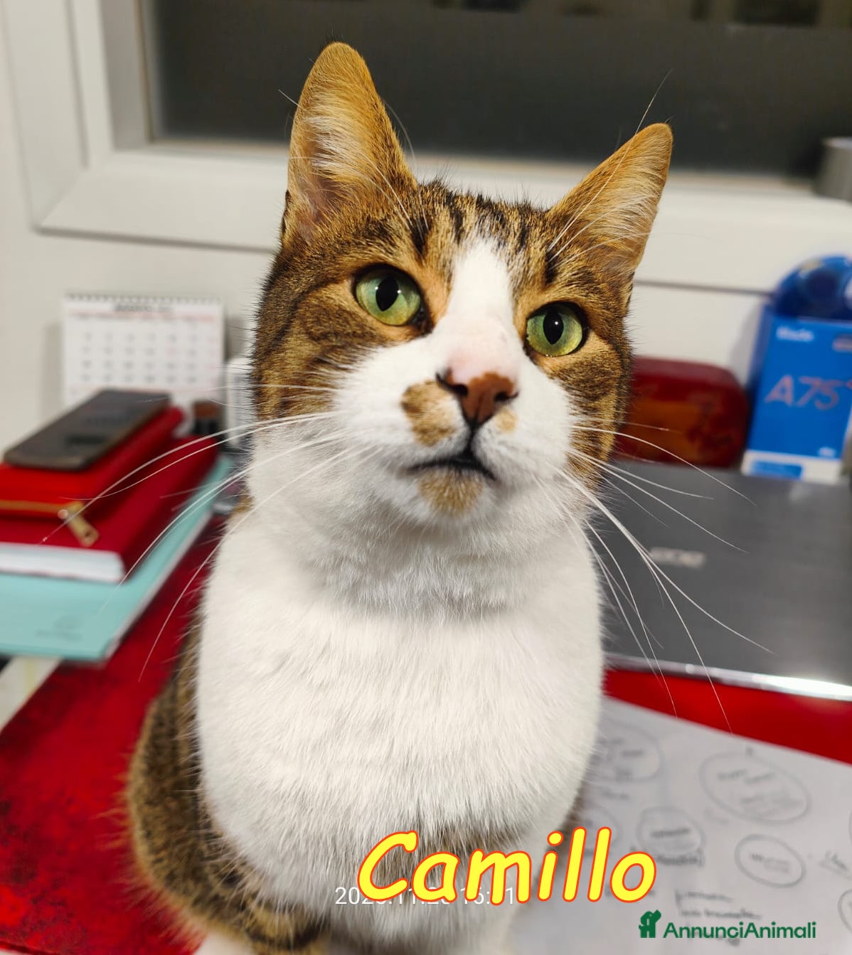 Europeo gatti ADOZIONE URGENTE. RINUNCIA DI PROPRIETA’ - Annuncio 35