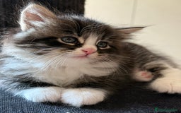 Siberiano gatti in vendita: Cuccioli gatto siberiano a Provincia di Padova - Immagine 8