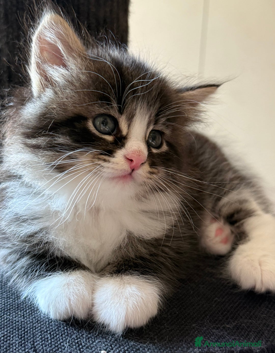 Siberiano gatti in vendita: Cuccioli gatto siberiano a Provincia di Padova - Immagine 8