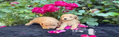 Barboncino Toy 2