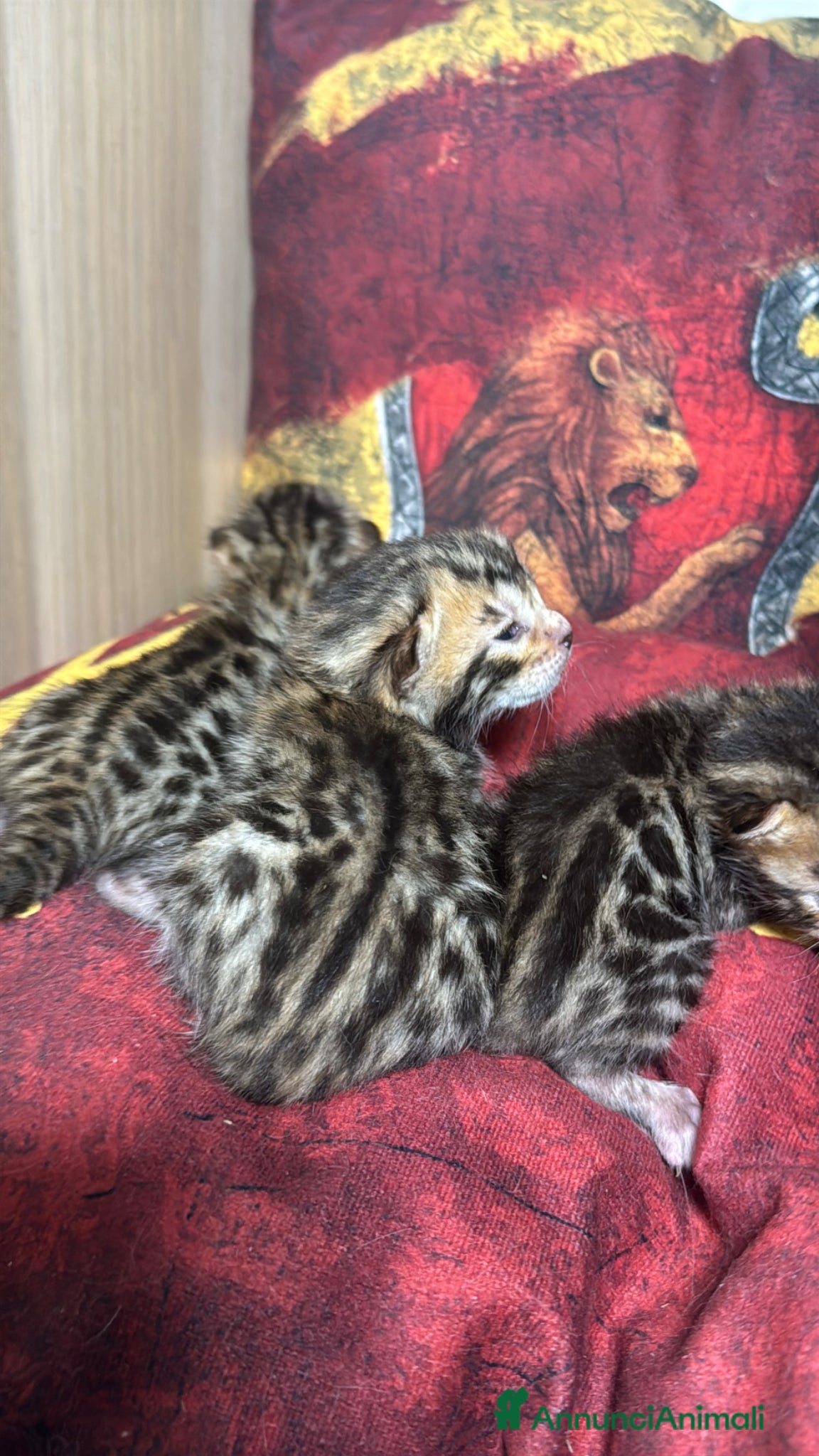 Bengala gatti Maschietti bengal puri manto brown - Annuncio 29