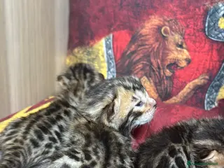 Bengala gatti Maschietti bengal puri manto brown - Annuncio 29